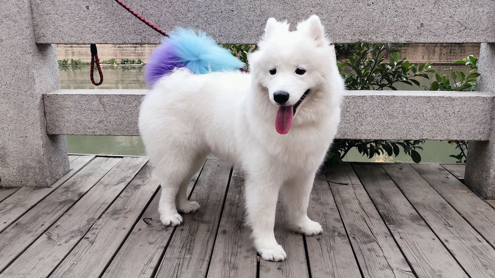 篮坛地震，安哥拉碾压巴黎，孔德让对手教练完全无解