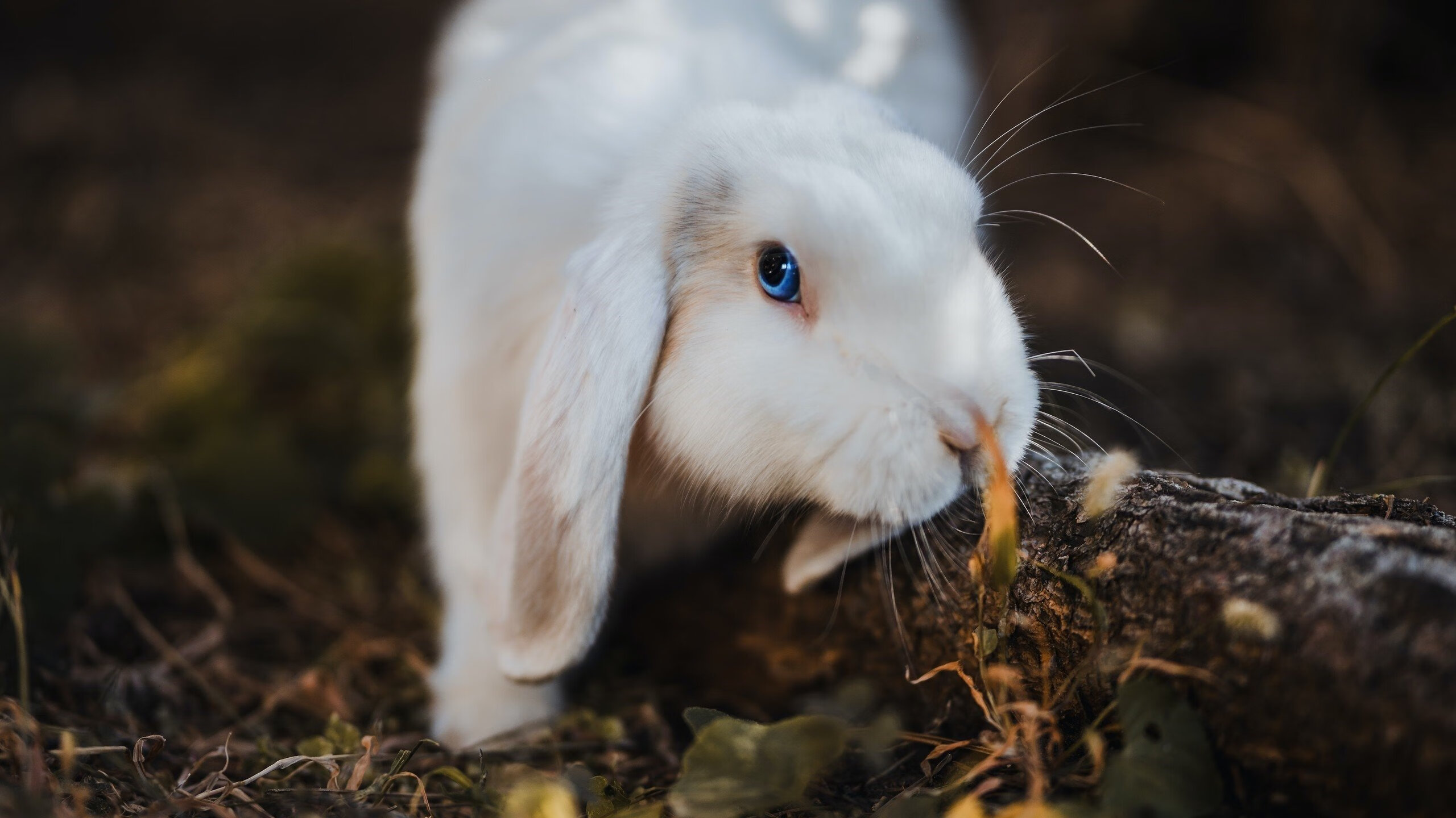 星光璀璨!姆巴佩独造三球助英格兰豪门4-0碾压皇家社会