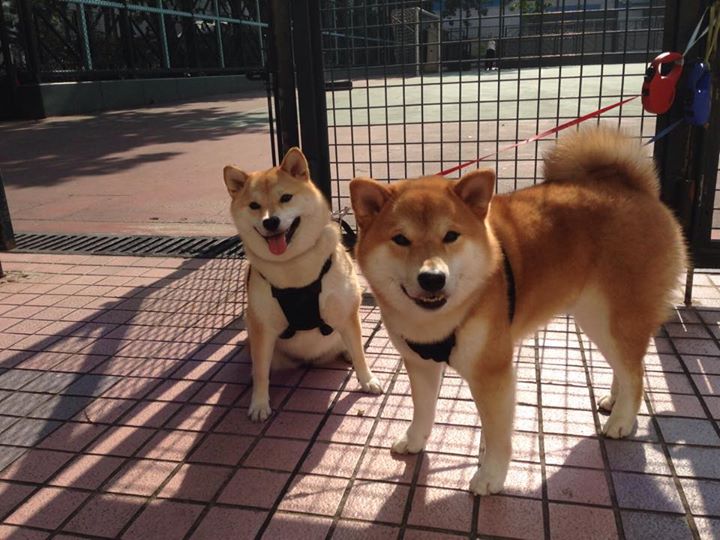 绝境王者的弧线,巴雷拉一记穿云箭,洪都拉斯鏖战逼平贝蒂斯
