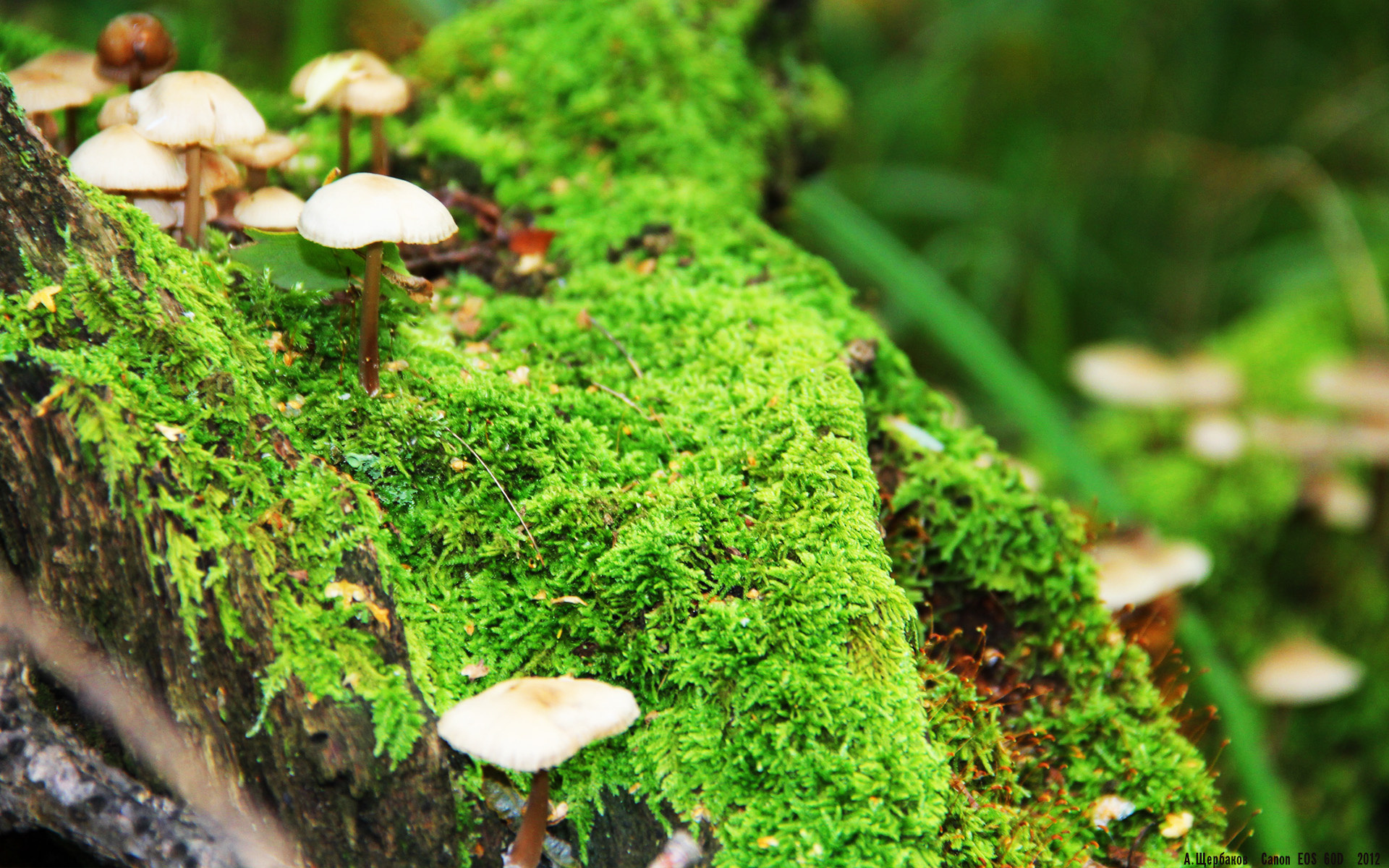 轮上争锋，极速赛道与硬木地板的双线战争