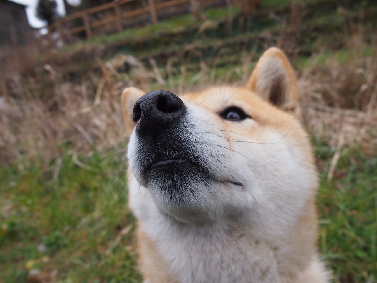当红魔铁蹄踏碎非洲雄狮，欧冠半决赛的战术涅槃