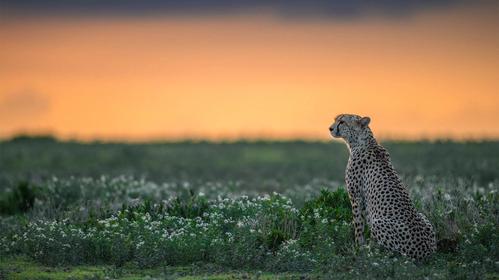 太阳收割骑士，当布克式的英雄主义在英超争冠战场降临
