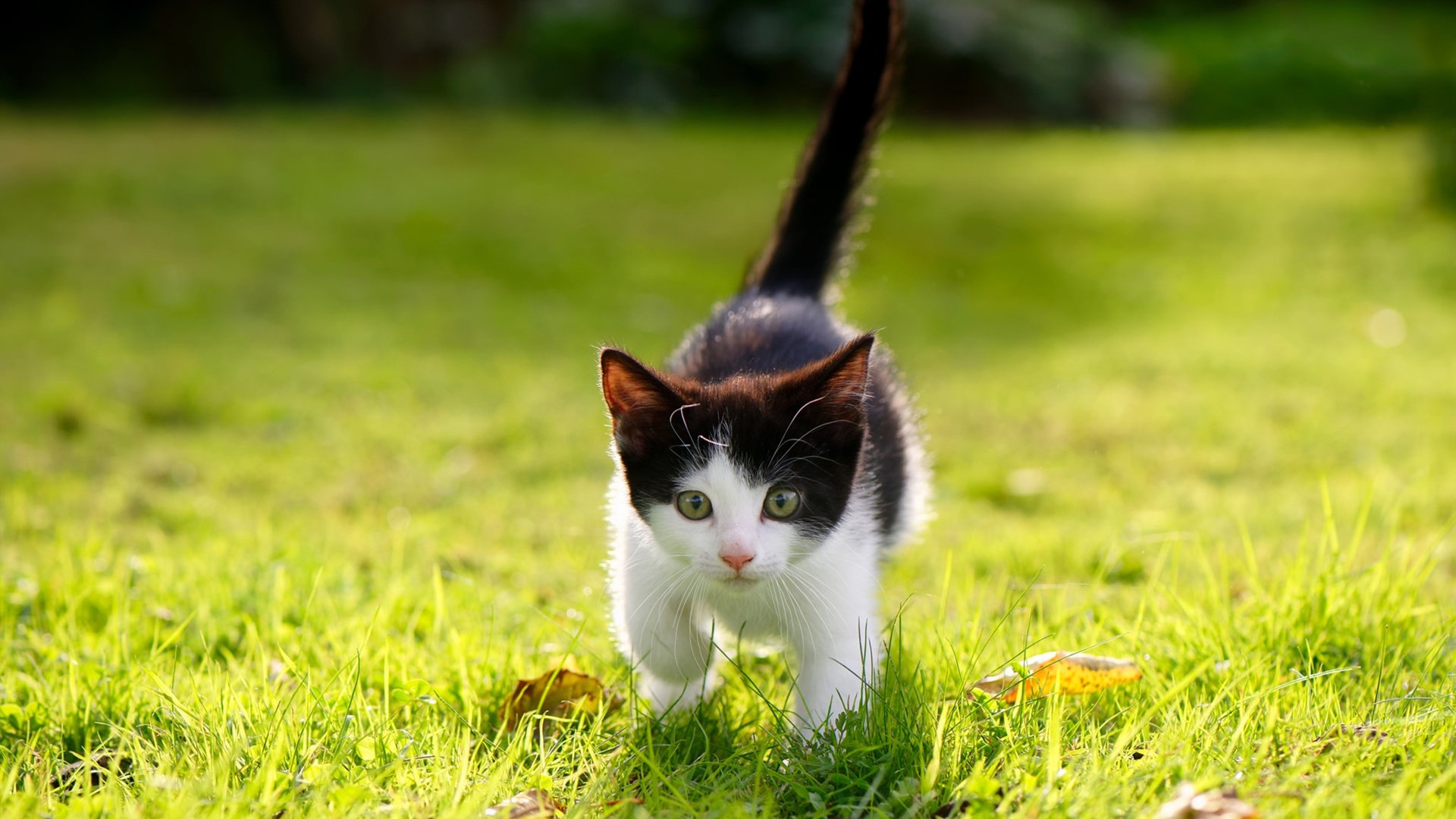 虚构中的真实，当北京队跨越大洋挑战太阳，欧文让防守成为徒劳的艺术想象