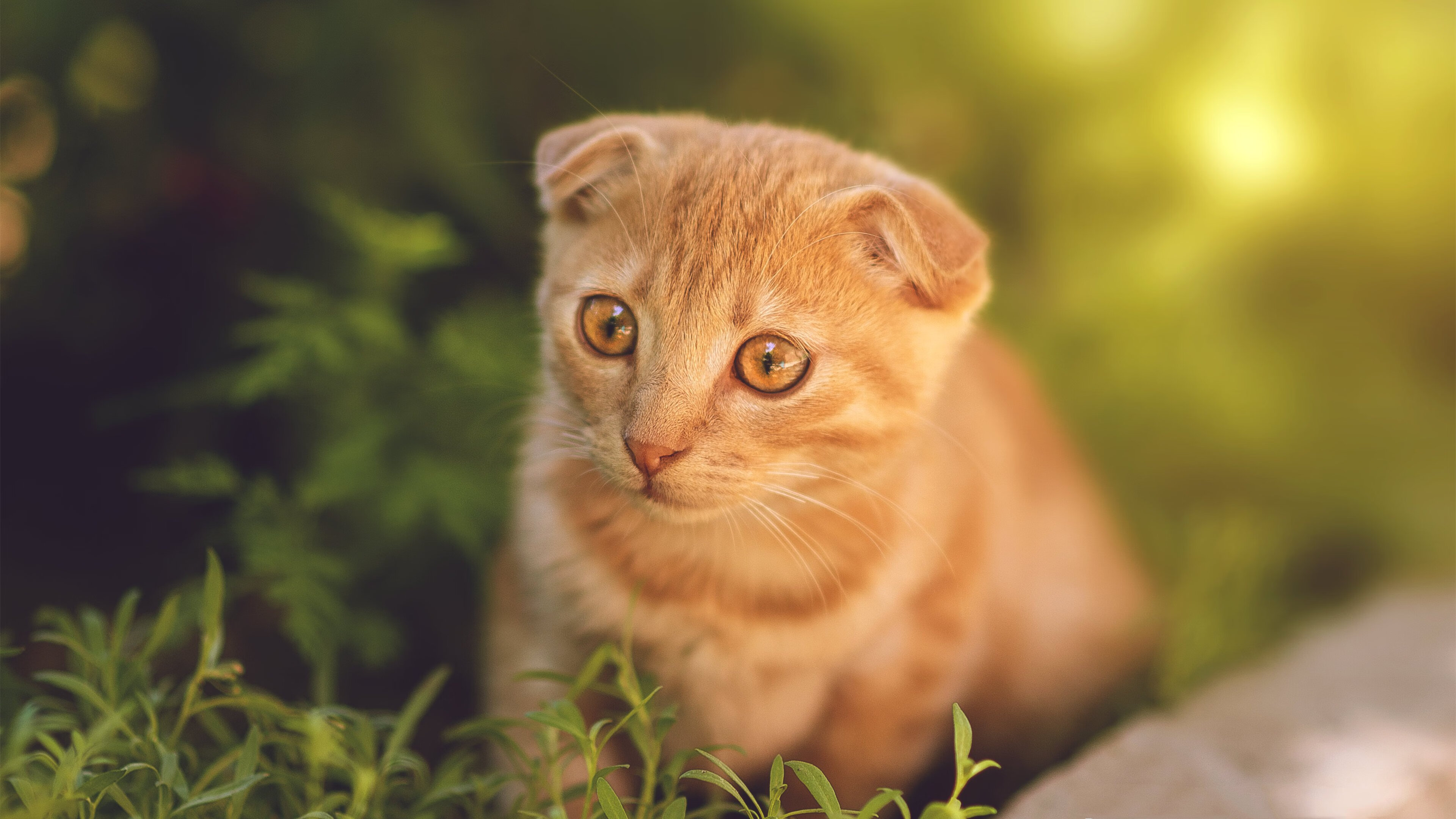 暗夜独火，美加墨世界杯之夜的马克西，与那副燃尽自己的脊梁