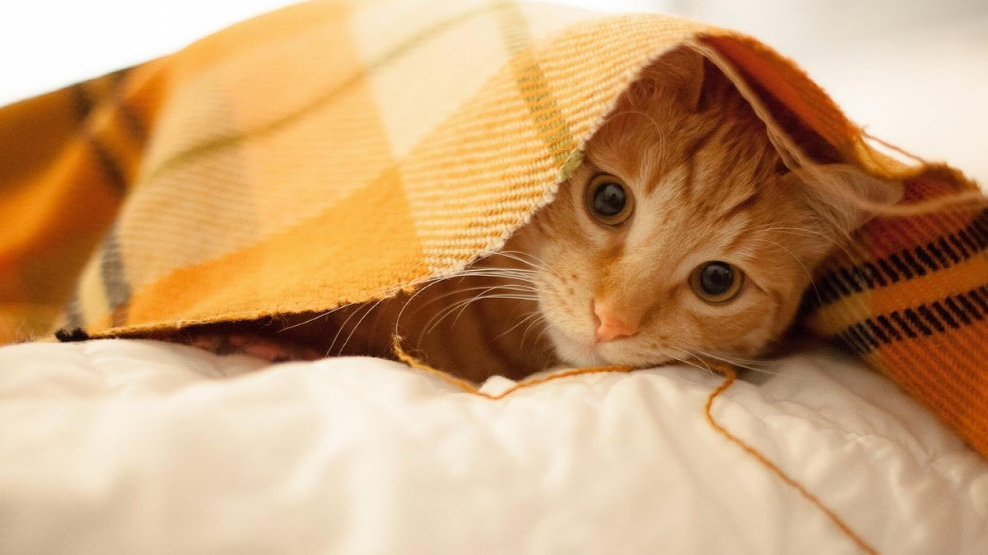 熔炉淬火,奥运周期下的压哨绝杀与战术启示